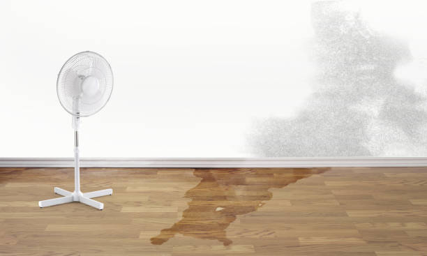 Best Water damage mitigation services  in Mount Healthy, OH